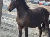 Caballo, Welsh Cob — foto 3