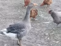 Geese — 写真 1