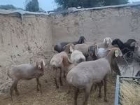 Ovca, Arashan sheep — fotografija 8