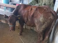Сиыр, Latvian Blue cattle — 4-сурет