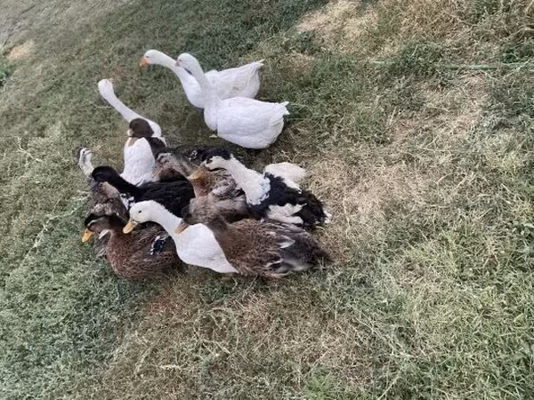 Ducks