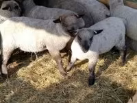 Brebis, Shroshire sheep — photo 1
