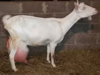 Koza, Saanen goat — zdjęcie 2