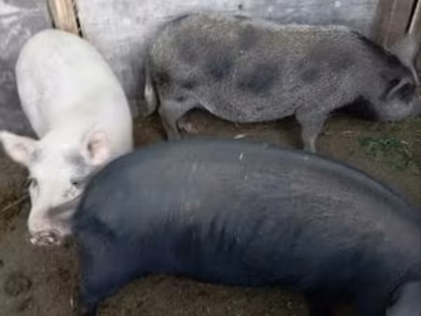 Truie, Porcs — Hongrie