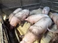母猪, Pigs — 照片 1