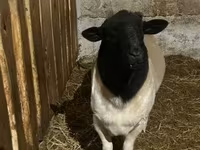 Brebis, Dorper sheep — photo 3