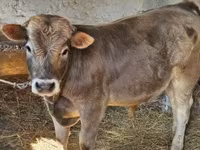 Krava, Simmental cattle — fotografija 5