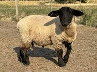 Qoʻchqor, White Suffolk sheep — 1-rasm