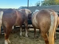 فرس, Hungarian horse breed — الصورة 6