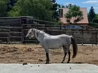 Mare, Horses — photo 4