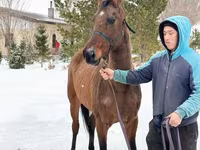 Toychoq, Akhal-Teke — 3-rasm