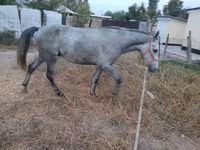 Cheval, Thoroughbred horse — photo 6