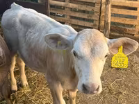 Kuh, Charolais cattle — Foto 3