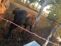 Cavalo, Cavalos — foto 6