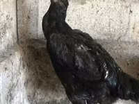 Ajam cemani — fotografija 2