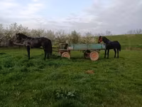 Koń, Nonius horse — zdjęcie 4