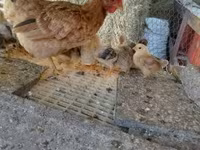Chickens — الصورة 2