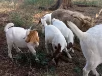 Bode, Boer goat — foto 4