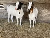 Koza, Boer goat — fotografija 8