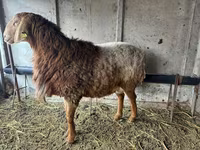 Ram, Arashan sheep — photo 1