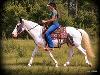 Pastuv, National Show Horse — fotografija 4