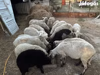 Oveja, Dorper sheep — foto 1