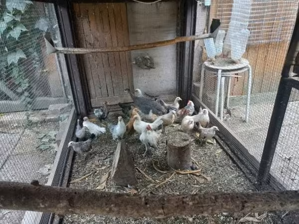 Holländisches Bantam
