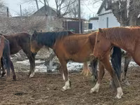 Kobyła, Kazakh horse — zdjęcie 6