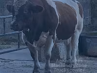 Bik, Men-anžu — fotografija 5