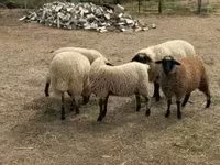 Sheep, Sheep — photo 1
