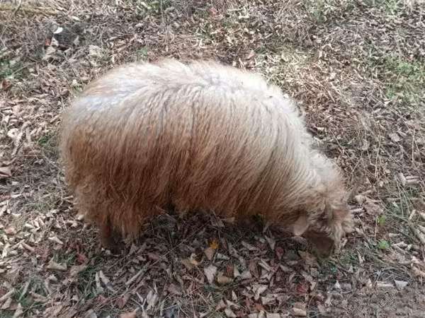 Qoʻy, Racka sheep