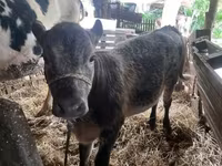 Buqa, Simmental cattle — 5-rasm
