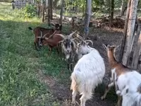 公山羊, Alpine goat — 照片 4
