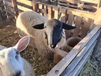 Carnero, White Suffolk sheep — foto 1