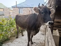 Cow, Swiss cattle — photo 1