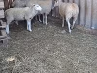 Baran, Owce — zdjęcie 3