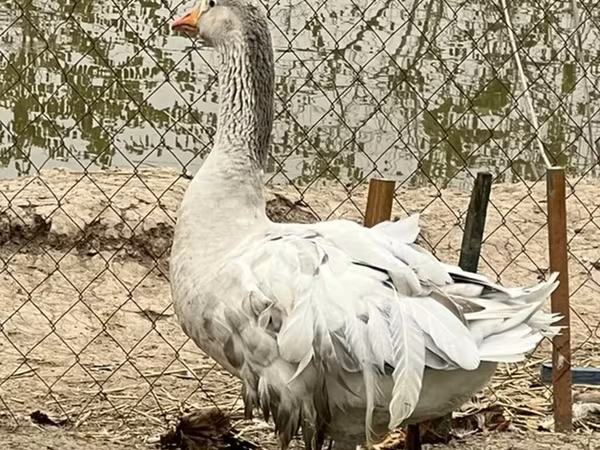 Američki buf