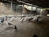 Turkeys — الصورة 5