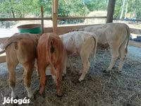 Bovinos (lote, sexo não especificado), Simmental cattle — foto 5
