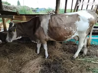 母牛, Simmental cattle — 照片 6