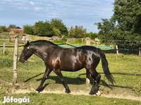 母马, Horses — 照片 2
