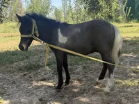 Kobila, Australian Pony — fotografija 2