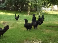 Ayam Cemani — Foto 3