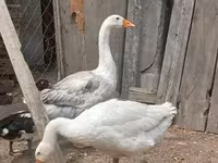 Geese — photo 4