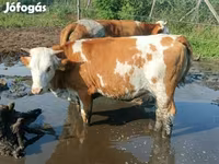 بقرة, Simmental cattle — الصورة 3