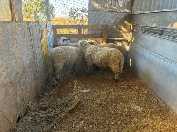 Baran, Owce — Węgry
