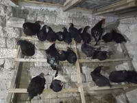 Australorp — fotografija 8