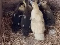 Ducks — Foto 3