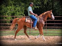 Pastuv, American paint horse — fotografija 6