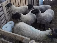 نعجة, White Suffolk sheep — الصورة 4